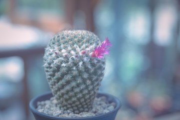 Beautiful blooming of cactus flower - cactus plant