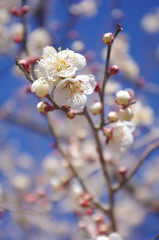 梅の開花