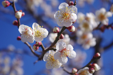 梅の花、接写