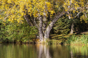 Fototapeta na wymiar Jahreszeit Herbst Herbststimmung am See Treuer Nachbarsteich