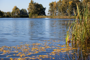 Jahreszeit Herbst Herbststimmung am See Treuer Nachbarsteich