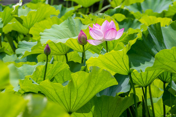 The Lotus Flower and  lotus flower buds.Background is the lotus leaf and lotus bud.Shooting location is Yokohama, Kanagawa Prefecture Japan.