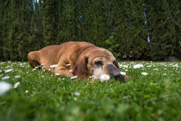 A cute dog in a chamomile field