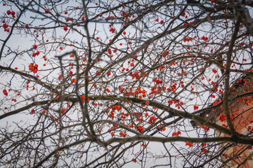 Red Berries on Leafless Branches