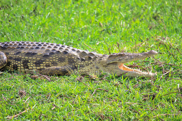 The crocodiles rest too!