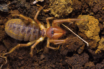 Solifuge, Galeodes granti, Saswad, Pune District, Maharashtra