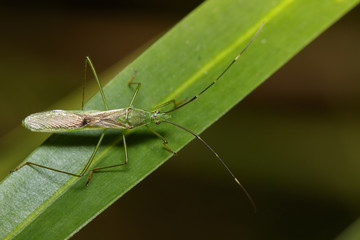 Image of Rice bug (Leptocorisa oratorius) on green leaves. Insect, Animal.