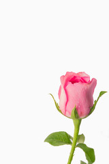pink roses on a white background