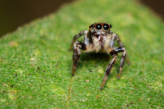 Image of Jumping spiders(Salticidae) on green leaves. Insect. Animal