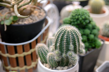 small cactus in pot, beautiful succulent plant