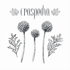 Black isolated decorative Craspedia globosa flowers, buds, and two vector hand drawn limonium plants.