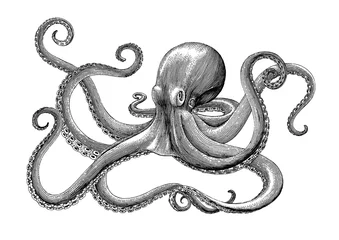 Fotobehang Octopus hand drawing vintage engraving illustration on white backgroud © channarongsds