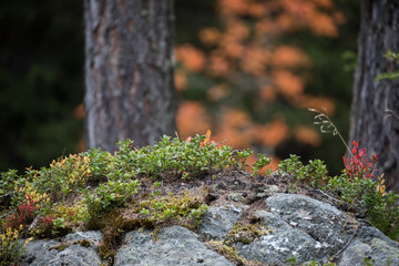 Die wunderbare Bergwelt des Wallis im Herbst