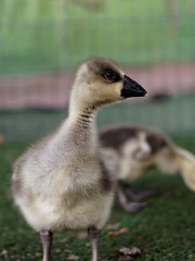 Young cute yellow and black duck in the farm on dark background