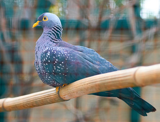 Olive pigeon (Lat.Columba arquatrix)