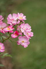 Fototapeta na wymiar Beautiful pink flowers with soft focus background
