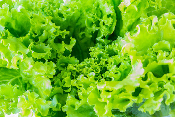 Image of lettuce The raw material for cooking  as a background
