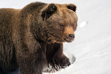 Wild brown bear in winter forest