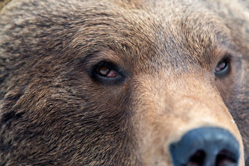 Obraz premium Brown bear eye