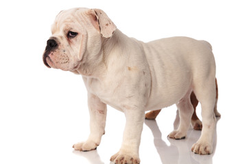 white english bulldog puppy standing with brother behind it