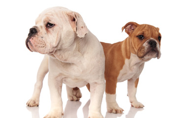Fototapeta premium two cute english bulldog puppies standing and look to side