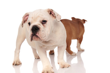 Fototapeta premium one curious english bulldog puppy and the other walking away