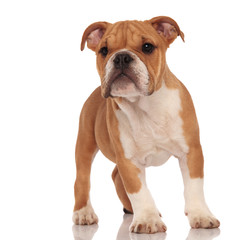 curious little brown english bulldog puppy dog standing