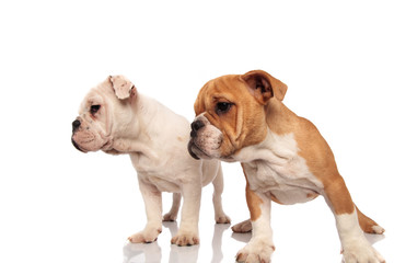Obraz premium two cute english bulldog puppies look to side