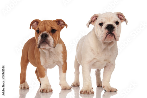Brown And White English Bulldog Puppies Stok Görer Ve Brown And White English Bulldog Puppies
