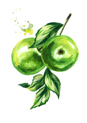 Fresh green apples branch. Hand drawn watercolor illustration, isolated on white background
