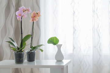 orchid on table on the window background - obrazy, fototapety, plakaty