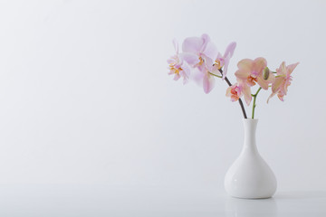 beautiful orchids in white vase on white table