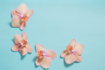 orchids on blue background