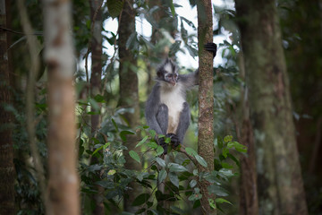 Thomas' Leaf Monkey also known as Sumatran Grizzled Langur is endemic to the island of Sumatra in Indonesia