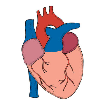 human heart sketch liner in color