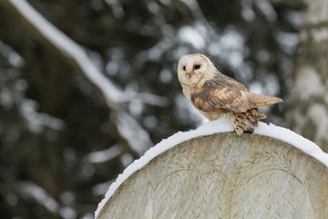 Eurasian Tawny Owl, Strix aluco, in the winter forest near the old cemetery sitting on the stone.