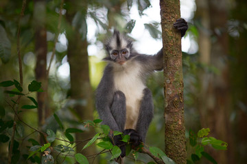 Naklejka premium Thomas' Leaf Monkey also known as Sumatran Grizzled Langur is endemic to the island of Sumatra in Indonesia
