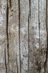 Old cracked wood grain texture background