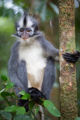 Naklejka premium Thomas' Leaf Monkey also known as Sumatran Grizzled Langur is endemic to the island of Sumatra in Indonesia