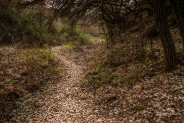 Fototapeta premium Path between the riverside vegetation of Henares river as it passes through Alcalá de Henares on an autumn morning.