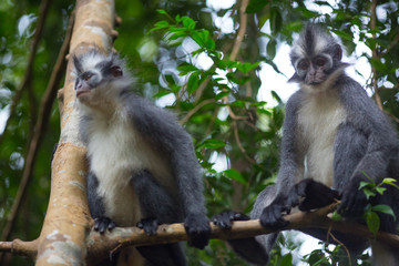 Thomas' Leaf Monkey also known as Sumatran Grizzled Langur is endemic to the island of Sumatra in Indonesia