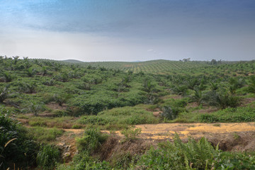 Fototapeta na wymiar View of palm plantation at east asia.