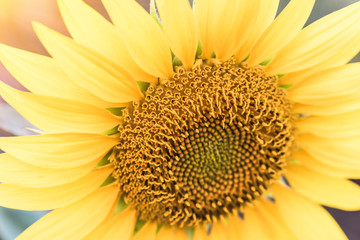 A blossoming sunflower flower close-up