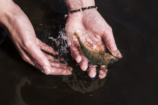 Cape Stumpnose catch and release for research