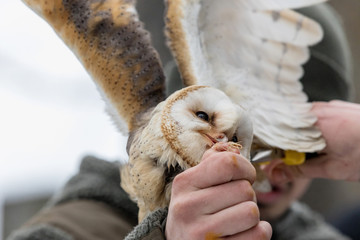 Eurasian Tawny Owl, Strix aluco, is fed from the hand of the falconer in the woods in the winter....