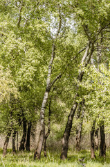 Glade in the woods by the creek 