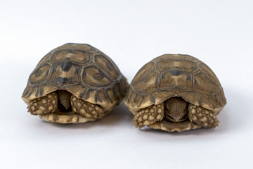 Obraz premium Leopard tortoise hatchling