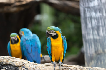 Portrait of colorful scarlet macaw parrot stand on timber in the zoo.