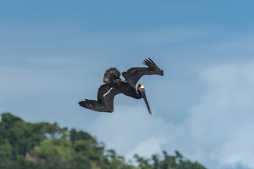 Brown pelican, bird flying, trying to catch a fish in the sea
