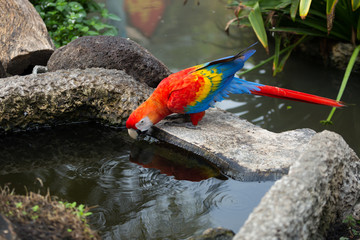 Portrait of colorful scarlet macaw parrot Portrait of colorful scarlet macaw Parrots eating water in the river. © akelomongkol